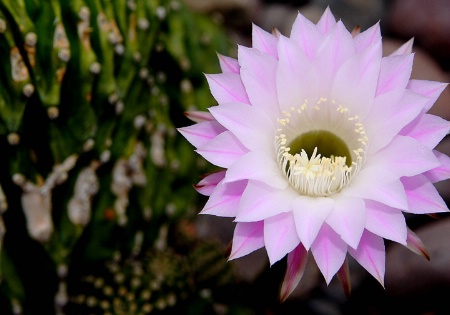 Brain Cactus in Bloom II