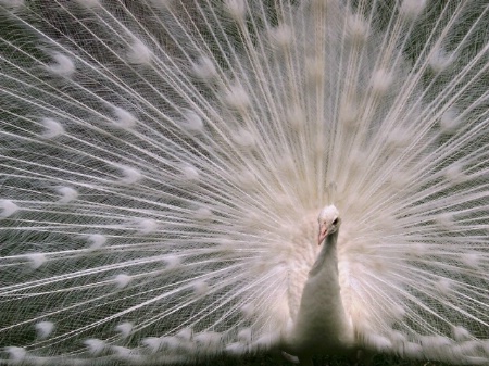 Peacock Fireworks