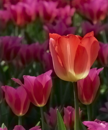 Mister Tulip Nr. 6