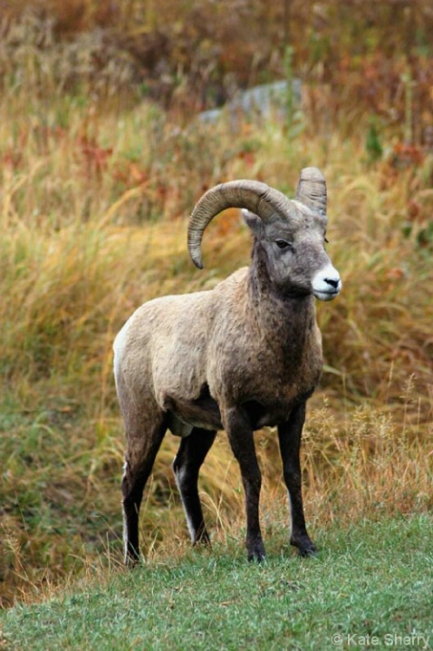 King of the Hill - ID: 3811035 © Katherine Sherry