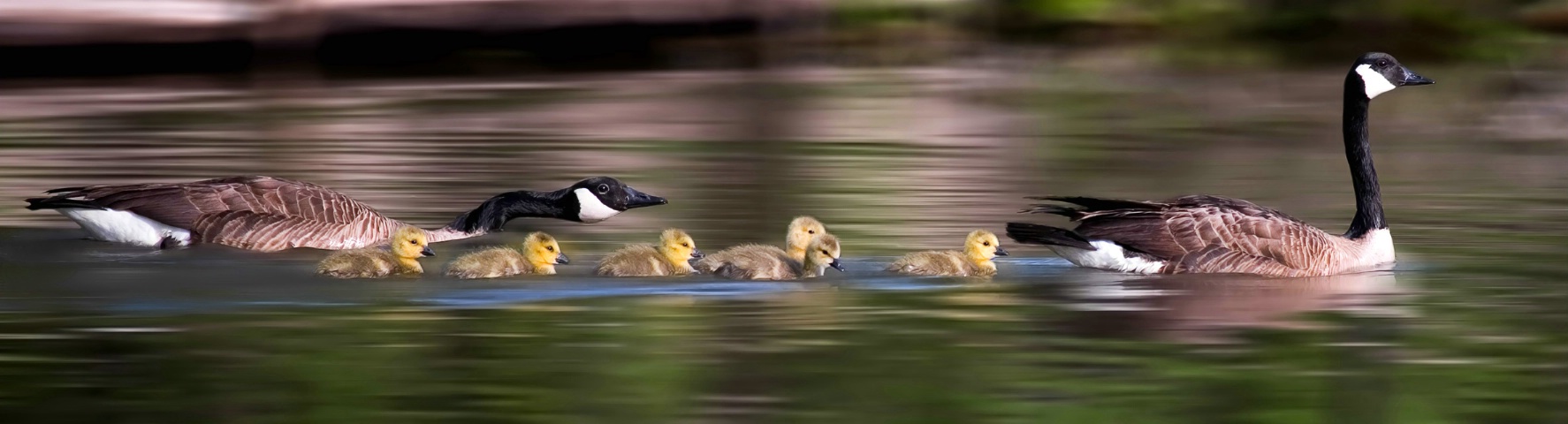 Canadian Family