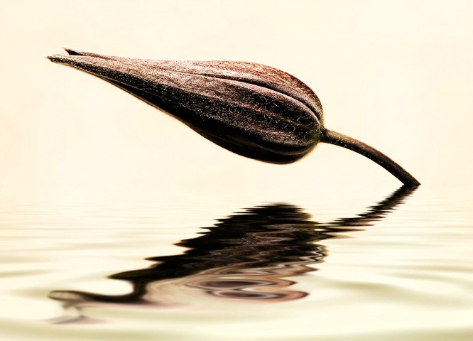 Lady of the Lake