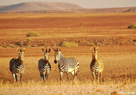 Mountain zebra