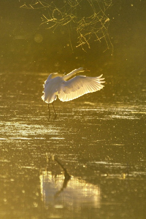 Egret Sunset