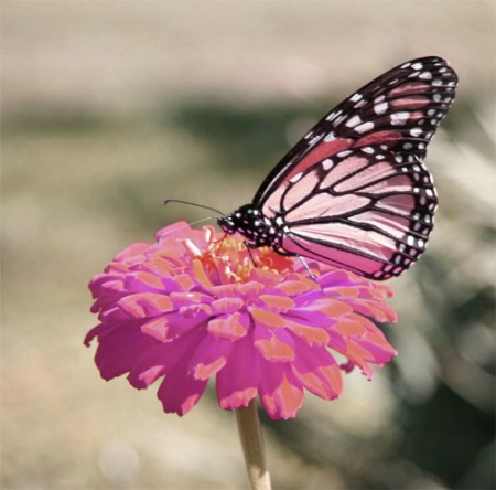 butterfly/hued