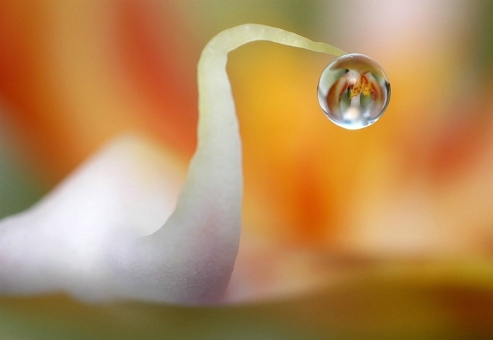 Drop of orchid