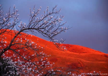 Spring Blossoms and Hills on Fire