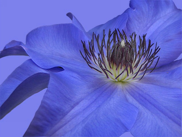 Clematis on Blue