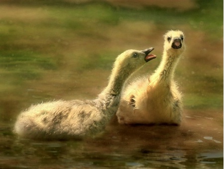 Two Goslings