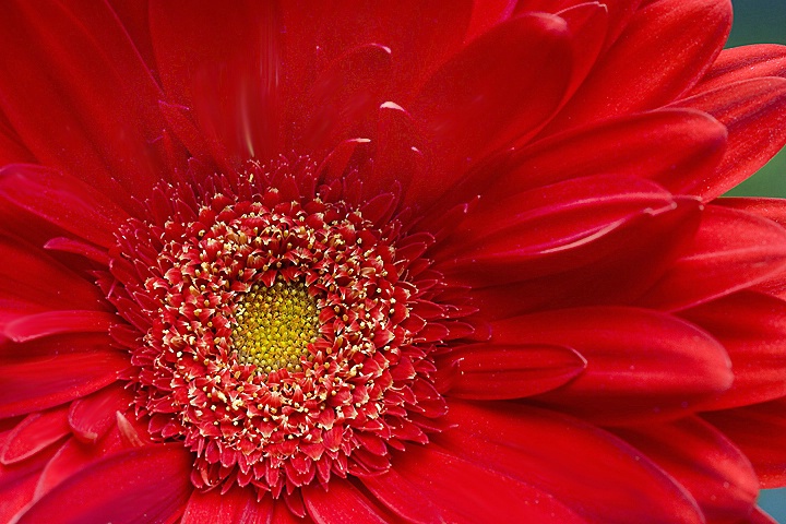 Scarlet Gerbera