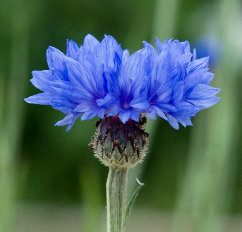 Blue Cornflower, Palo Alto, CA, May 2007.