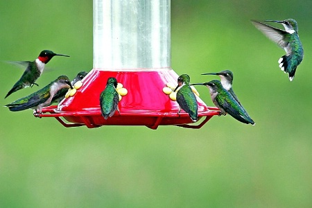 Hummer Party