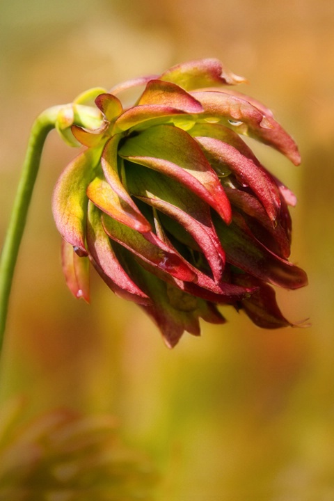 Pitcher Plant Flower