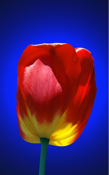 Red Tulip