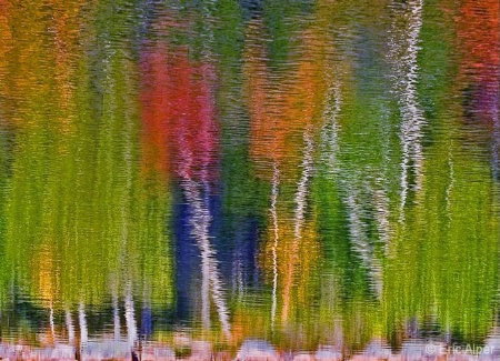 Acadia Abstract--Fall reflection