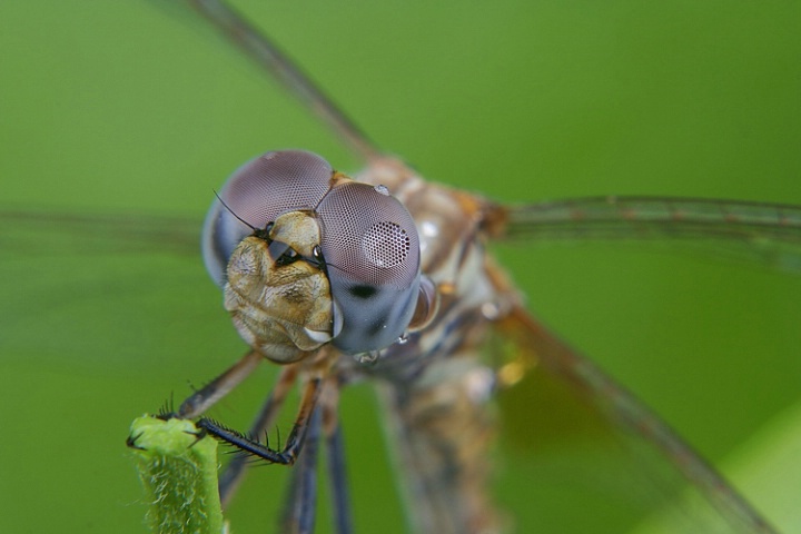 Dragonfly 