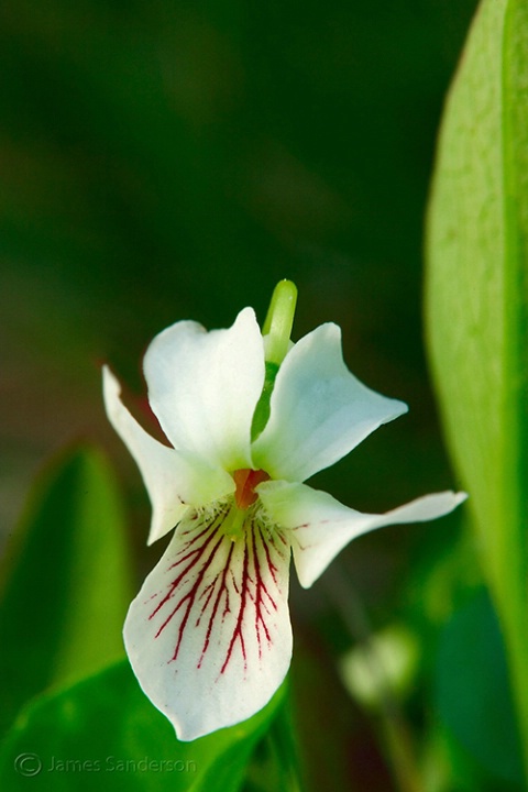 Flower 1 Diffuser w/Reflector