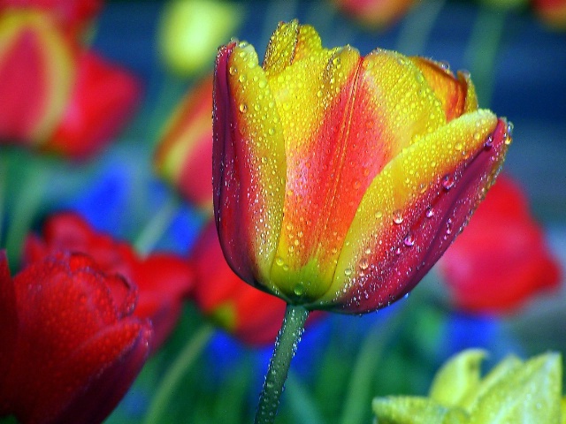 Tulips