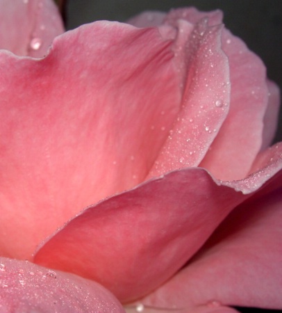 Pink Rose