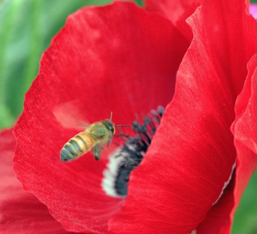 Bee and Poppy