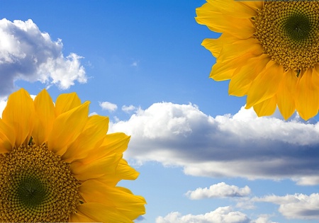 Sunflowers and Blue Skies