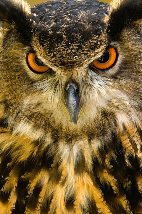 Eurasian Eagle-Owl