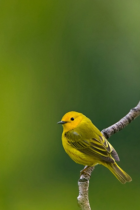 Yellow Warbler