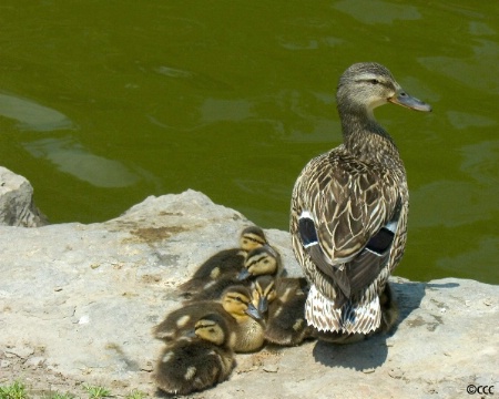 At the Water's Edge