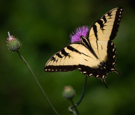 Splendid Wings