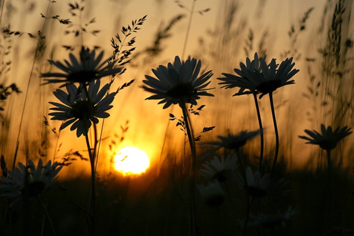 Sunset Daisies