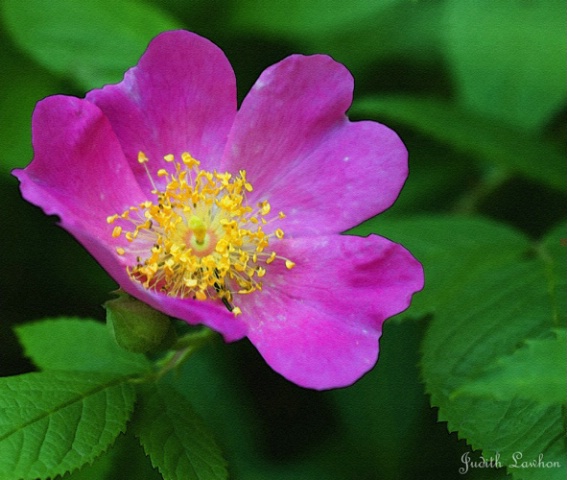 ~ Wild Rose ~