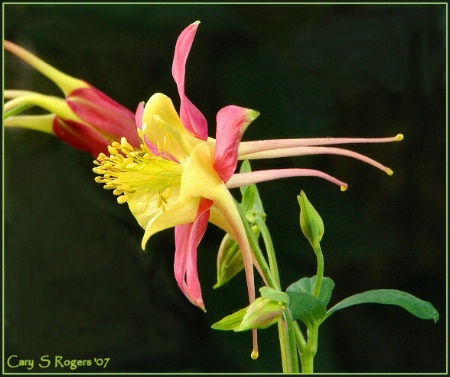 Red Columbines