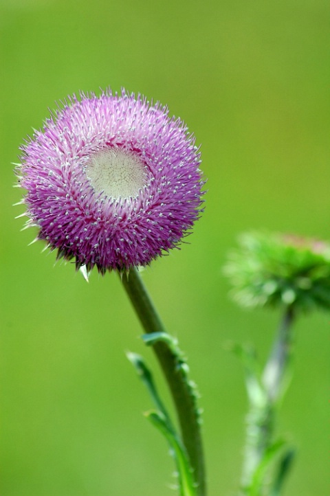 ~Tall Thistle~