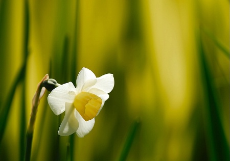 Daffodil