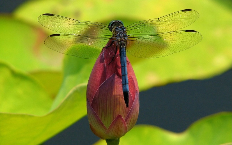 Dragonfly on Lotus Bud