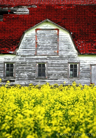 Barn in Bloom