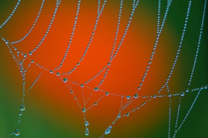 Morning Dew Drops