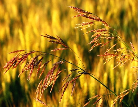 Wisconsin Prairie Grasses