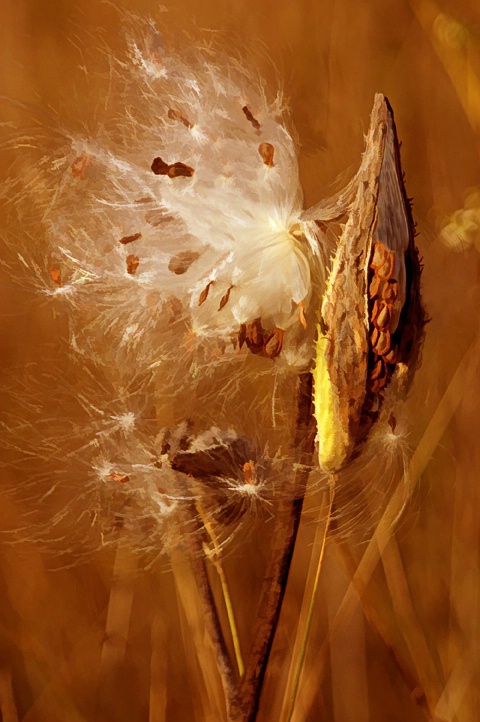 Milkweed Explosion