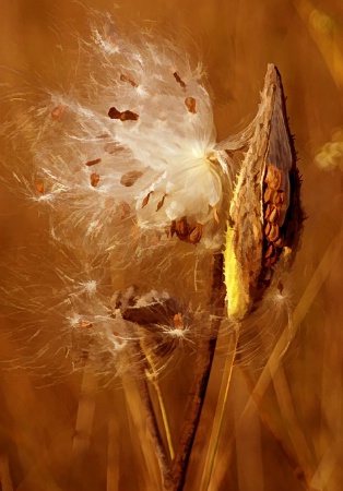 The Photo Contest 2nd Place Winner - Milkweed Explosion