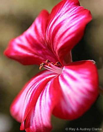 ivy_geranium