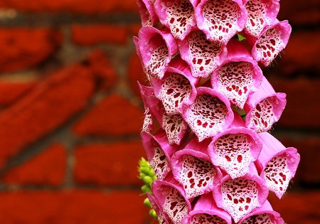 Foxglove Cups