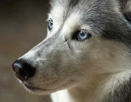 Blue Eyed Girl