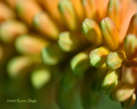 Red Hot Poker