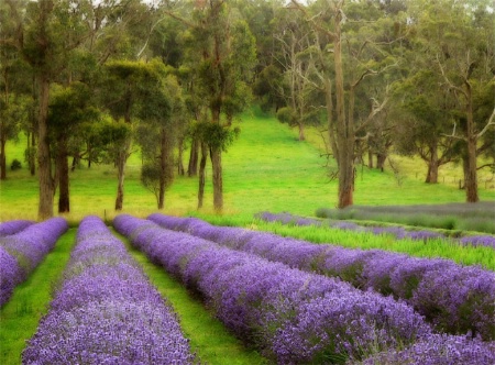 Lavender