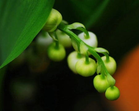 lily of the valley