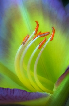 Day Lily 