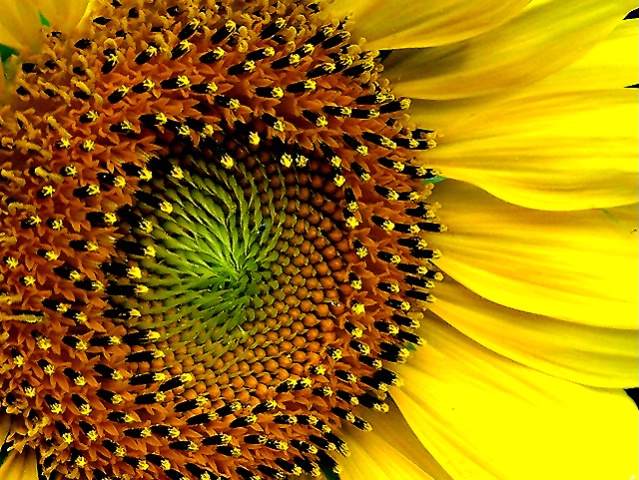 Sunflower - The Seeds