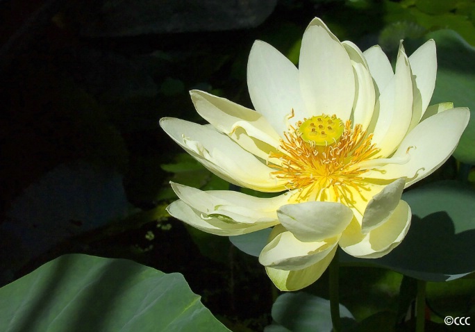 Lemon Lotus Lily
