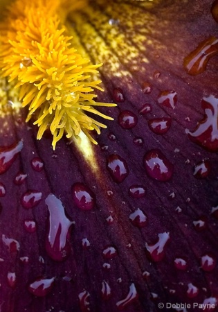 ~BATHING IN DEWDROPS~